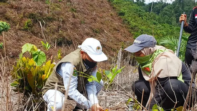 Penanaman bibit pohon di Bukit Suligi, Kabupaten Rokan Hulu, untuk penghijauan lokasi yang selalu menjadi sasaran perambahan hutan.