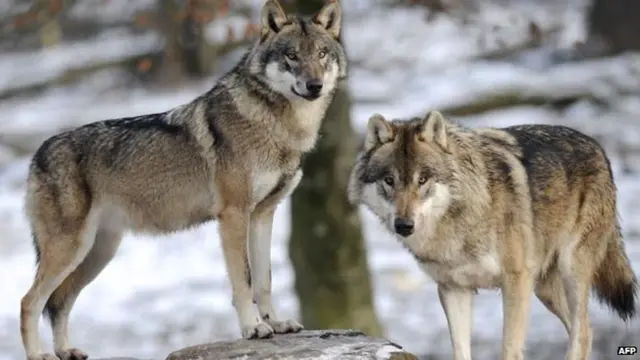 Wolf