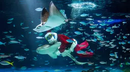 Penyelam tersebut menampilkan pertunjukan bawah air dengan berenang di antara ikan-ikan. Tampak dalam foto, seorang penyelam berkostum Sinterklas berenang bersama ikan-ikan di Akuarium Sunshine dalam persiapan untuk acara spesial Natal mendatang di Tokyo pada 1 Desember 2025. (Kazuhiro NOGI/AFP)