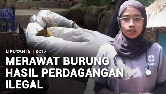 Rumah Sakit Burung Selamatkan Satwa Korban Perdagangan Ilegal