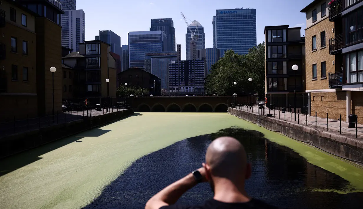 Seorang pria melihat air di dermaga yang tertutup rumput bebek, juga disebut lemnoideae, di tepi sungai Thames, di Pulau Anjing, menghadap distrik Canary Wharf, di London, pada 25 Juni 2023 saat suhu naik. (AFP/HENRY NICHOLLS)