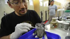 Peneliti menunjukkan Katak Tanduk Kalimantan atau Megopphrys Kalimantanensis di Pusat Penelitian Biologi LIPI, Bogor, Selasa (8/10/2019). Katak Tanduk Kalimantan merupkan temuan jenis baru dari ekspedisi di Pegunungan Meratus Kalimantan Selatan dan Kalimantan Timur. (merdeka.com/Arie Basuki)