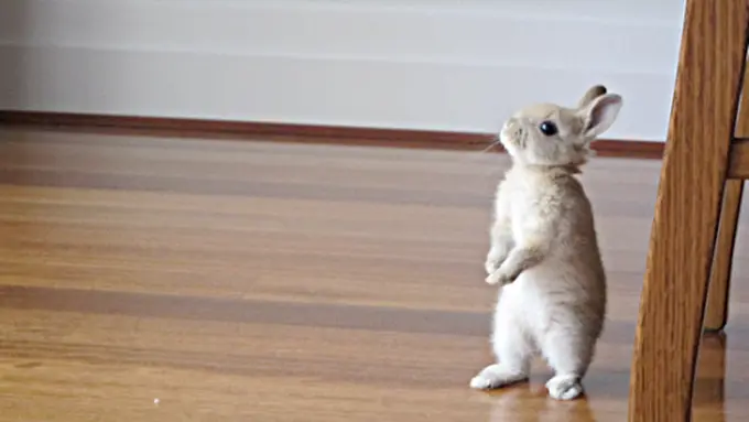 Kelinci Lucu Ini Paham Betul Penderitaan Orang Bertubuh Pendek