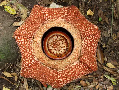 Bunga raksasa Rafflesia Arnoldii mekar sempurna dengan kelopak berjumlah tujuh di habitat Rafflesia Padang Guci, Kaur, Bengkulu, Rabu (17/1). Rafflesia Arnoldii berkelopak tujuh mekar sempurna (biasa hanya lima lembar) dengan lebar 85 cm. (DIVA MARHA/AFP)