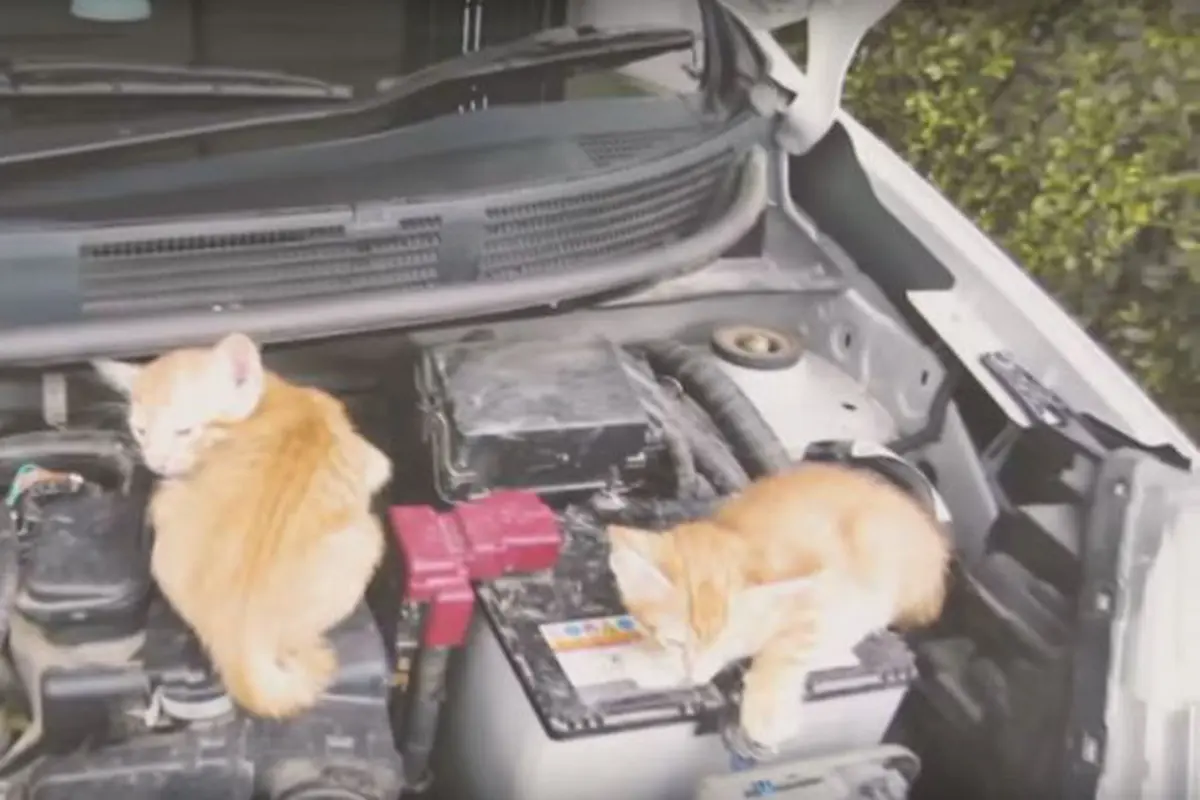 Cuaca Dingin, Nissan Minta Ketuk Kap Mesin Untuk Bangunkan Kucing