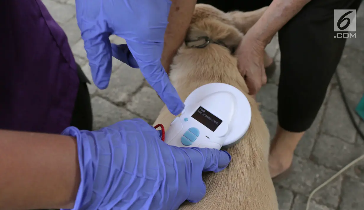 Petugas menanamkan micro chip usai menyuntikkan vaksin rabies kepada anjing di perumahan Jakarta Timur, Rabu (3/10). Penyuntikan vaksin rabies ini dalam rangka Hari Bebas Rabies Internasional. (Merdeka.com/Imam Buhori)
