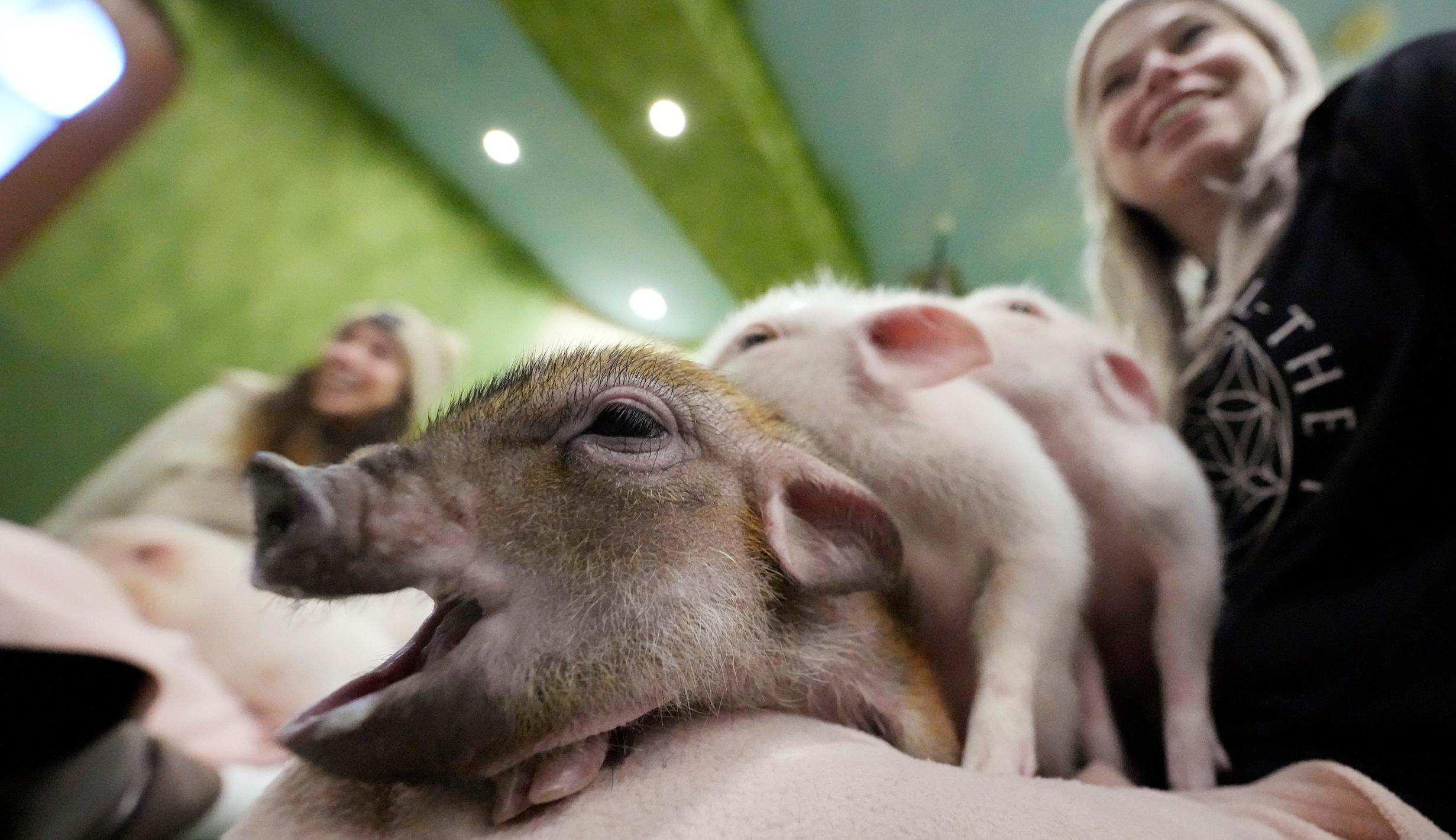 Sensasi Nongkrong Bareng Babi-Babi Mini di Mipig Cafe Tokyo