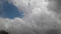 Serangan belalang kembara di Sumba Timur membuat warga terancam kelaparan. (Liputan6.com/Ola Keda)