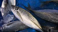 5 Tips agar Ikan Tongkol Tidak Bikin Gatal Saat Dikonsumsi, Dijamin Aman