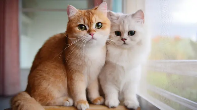 5 Ras Kucing Terpopuler yang Tepat Dijadikan Hewan Peliharaan untuk Para Pemula