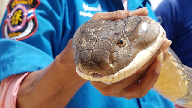 Penemuan Ular King Cobra di Thailand