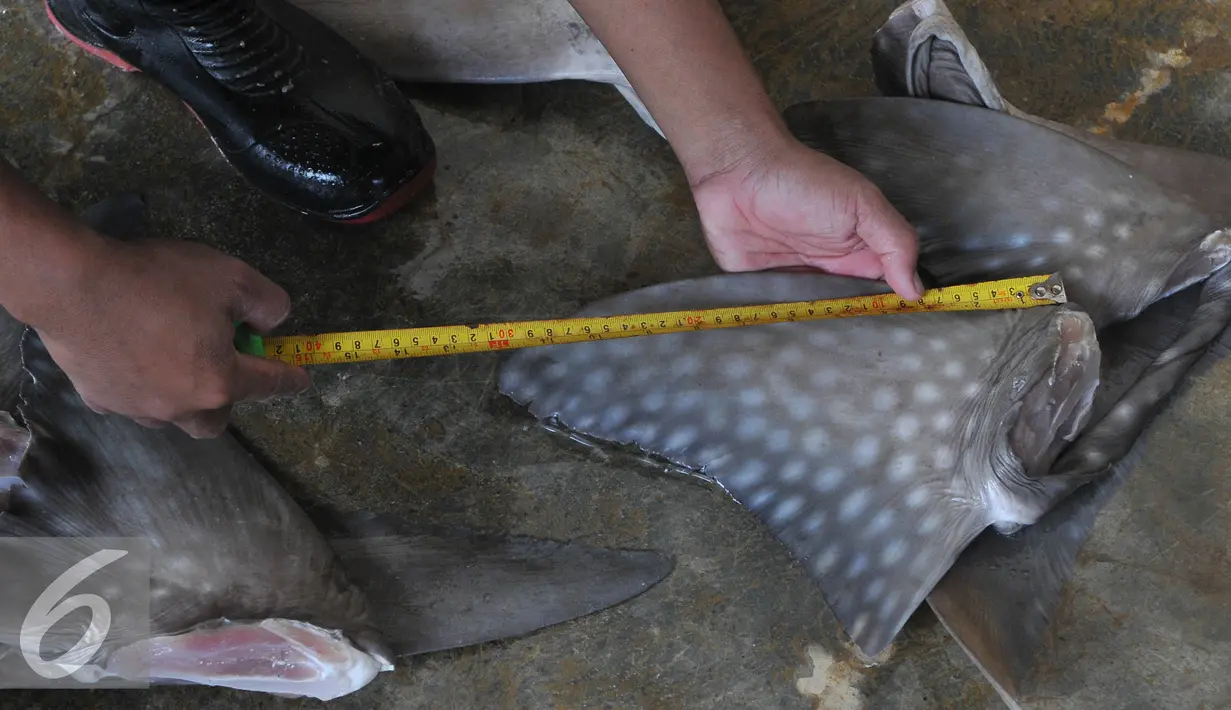 Pekerja mengukur sirip ikan hiu di tempat pelelangan ikan, Karangsong, Indramayu, Jawa Barat, Kamis (16/6/2015). Karena permintaan yang masih tinggi nelayan setempat masih memperdagangkan sirip hiu ke luar negri. (Liputan6.com/Herman Zakharia)