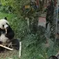 Pengunjung menyaksikan giant panda di Istana Panda Taman Safari Indonesia, Cisarua, Kabupaten Bogor, Jawa Barat, Sabtu (26/9/2020). Kunjungan wisatawan ke kawasan wisata Puncak dan sekitarnya turun 40-50 persen akibat terdampak pandemi COVID-19 dan PSBB DKI Jakarta. (merdeka.com/Arie Basuki)