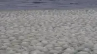 Di danau Maine ditemukan segerombolan bola-bola salju yang membentuk gelombang.
