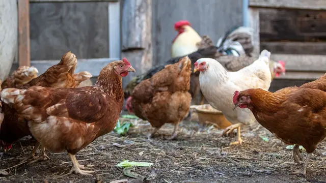 Ternak Ayam