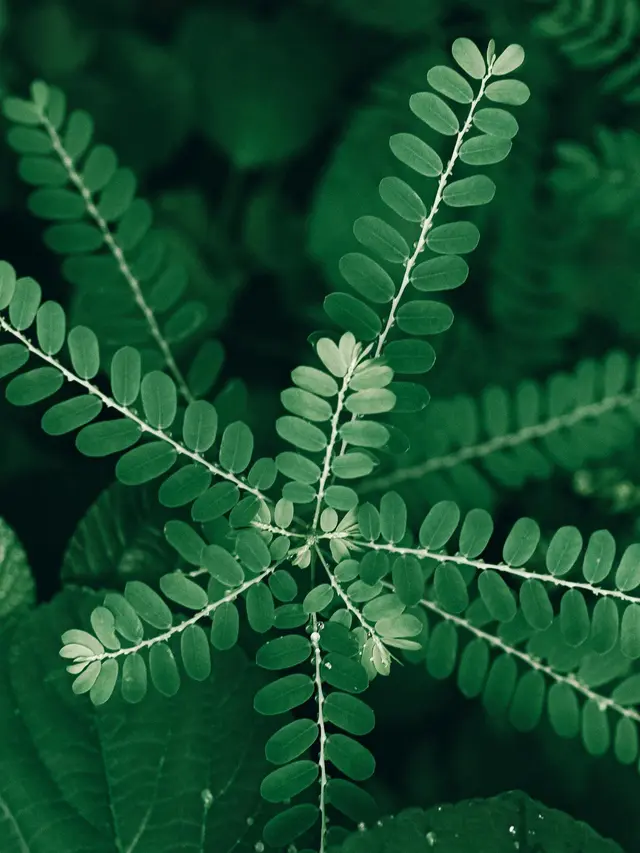 Daun Meniran