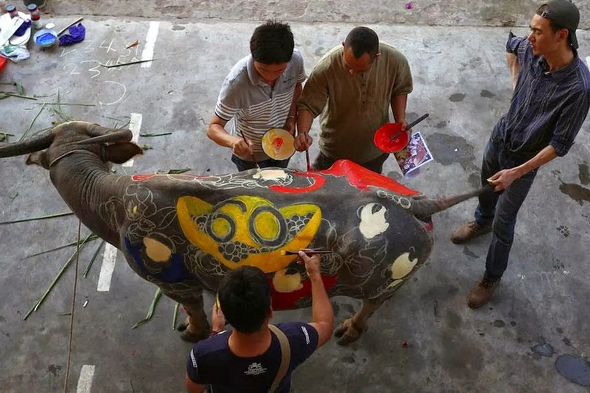 Melihat Serunya Kompetisi Melukis Tubuh Kerbau di China