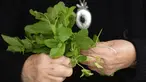 Daun mint bisa digunakan untuk membersihkan wajah dan mengencangkan pori-pori. Caranya, kamu harus menghancurkan segenggam daun mint dengan jus mint dalam mangkuk. Tambahkan satu sendok makan madu lalu oleskan campuran tersebut sebagai masker. (AFP Photo)