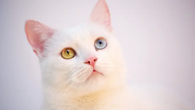 Kucing Putih