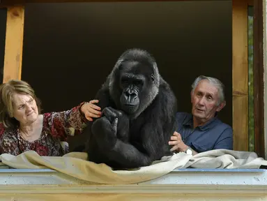 Pasangan suami-istri, Pierre dan Eliane Thivillon bersama gorila mereka, Digit, di Lyon, Prancis , 19 Agustus 2016. Pasangan tersebut telah hidup selama 18 tahun dengan gorila yang mereka adopsi sejak masih bayi itu. (Philippe DESMAZES/AFP)