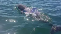 Seekor lumba-lumba hidung botol tertangkap kamera terbungkus kaus di lepas pantai Australia.