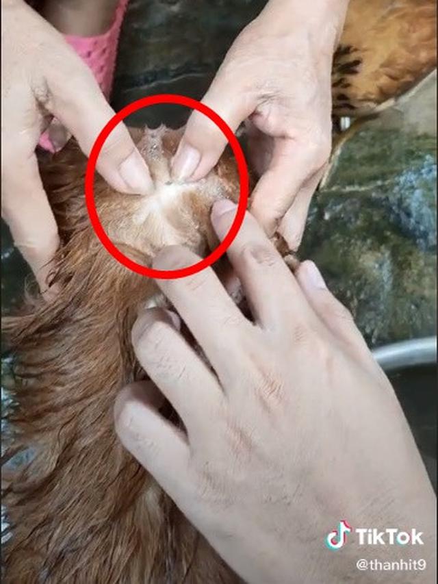 Viral, Video Cara Hilangin Kutu Pada Kucing Ini Anti Mainstream