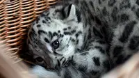 Bayi macan tutul salju berada di keranjang sebelum diberi vaksinasi pertamanya di kebun binatang Tierpark di Berlin (10/8). Bayi macan tutul salju ini lahir pada 13 Juni 2017 dan masih belum memiliki nama. (AFP Photo/dpa/Britta Pedersen/Jerman Out)