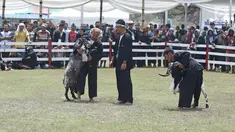 Peserta mengistirahatkan dombanya saat mengikuti ketangkasan domba Garut dalam acara Jambore Peternakan Nasional 2017 di Buperta Cibubur, Jakarta, Sabtu (23/9). Lomba ini diikuti sebanyak 160 ekor domba.  (Liputan6.com/Herman Zakharia)