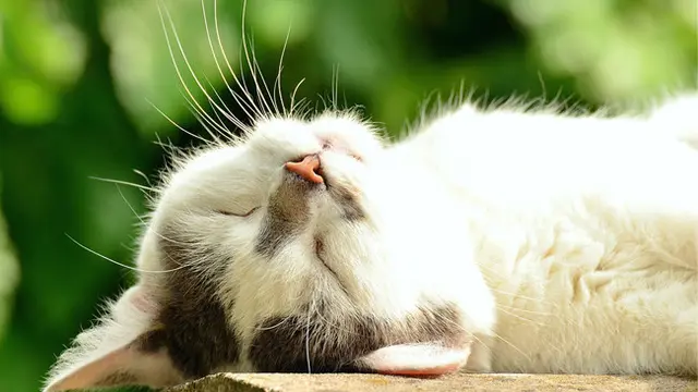 Ilustrasi Kucing