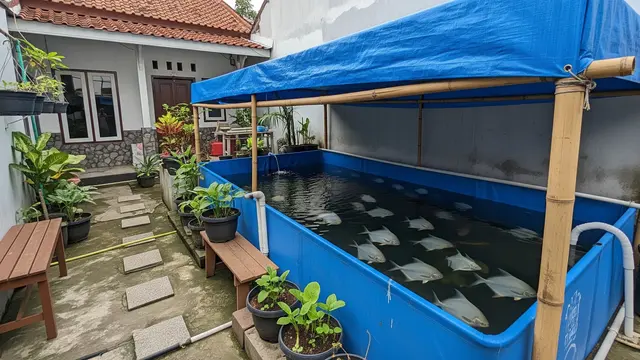 Cara Budidaya Ikan Bawal di Kolam Terpal, Panduan Lengkap untuk Pemula