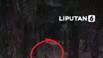 Seekor tapir dewasa ditemukan terjebak di parit perkebunan kelapa sawit di Mesuji, Lampung, Minggu (20/9/2026). Satwa langka ini diduga keluar dari kawasan hutan konservasi Register 45 untuk mencari air. Bupati Mesuji Elfianah Khamamik memastikan kondisi tapir sehat dan dievakuasi ke Taman Kehat...