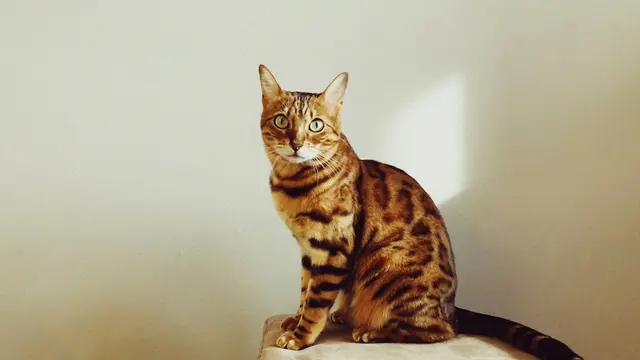 Bengal Cat