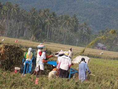Sejumlah petani melakukan panen padi di sawah Desa Bube Baru, Kecamatan Suwawa, Kabupaten Bone Bolango, Gorontalo, Jumat (15/3). Mereka lebih memilih menggunakan tenaga manual untuk melakukan panen. (Liputan6.com/Arfandi Ibrahim)
