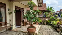 Rekomendasi Pohon Buah Berakar Pendek untuk Pot yang Cocok di Halaman Sempit
