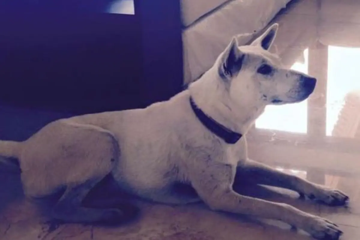 Kisah Anjing Dari Bali yang Bikin Dunia Menitikkan Air Mata