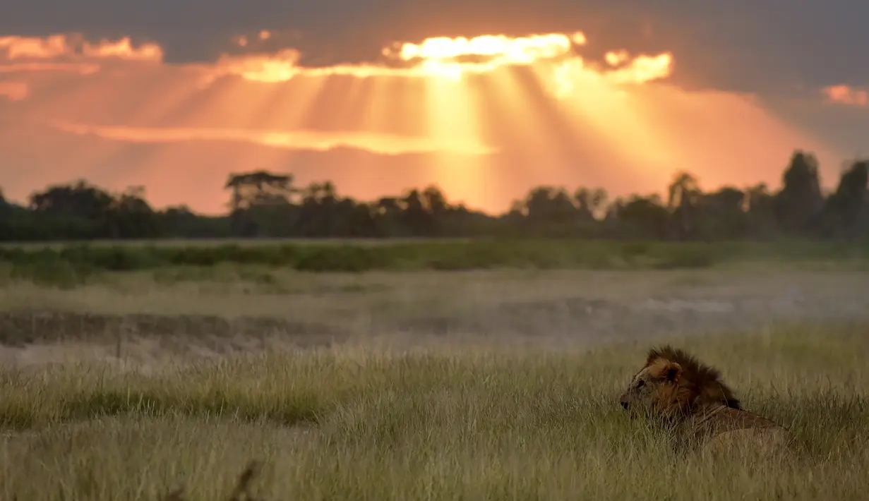 <p>Seekor singa jantan duduk di atas rumput ketika matahari mulai tenggelam di Taman Nasional Amboseli, 21 Juni 2018. Taman nasional ini merupakan taman nasional paling populer kedua di Kenya setelah Cagar Nasional Maasai Mara. (AFP/TONY KARUMBA)</p>