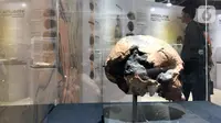 Sebuah tengkorak manusia purba pada pameran Asal Usul Orang Indonesia (ASOI) di Museum Nasional Jakarta, Minggu (3/11/2019). Pameran tersebut menampilkan fase perkembangan manusia Homo Erectus Tipik, Homo Erectus Progresif dan Homo Sapiens. (Liputan6.com/Fery Pradolo)