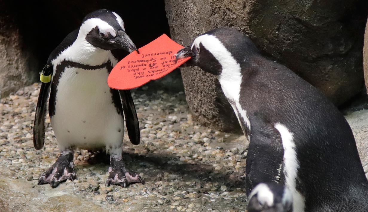 Dua penguin Afrika berebut kartu valentine berbentuk hati di California Academy of Sciences, San Francisco, Rabu (12/2/2020). Penguin secara alami membangun sarang menggunakan kartu ucapan dari bahan itu dan menarik lawan jenis untuk meningkatkan populasi mereka yang terancam punah. (AP/Jeff Chiu)