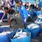 Nelayan menurunkan ikan hasil tangkapan laut di Muara Baru, Jakarta, Kamis (29/3). Untuk mendorong ekspor komoditas perikanan KKP akan memberikan bantuan alat penangkapan ikan yang ramah lingkungan. (Liputan6.com/Angga Yuniar)