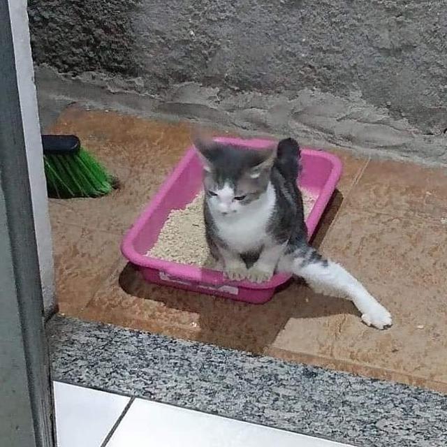 6 Pose Absurd Kucing Saat di Litter Box Ini Kerap Bikin Tepuk Jidat