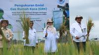Bupati Banyuwangi, Ipuk Fiestiandani saat melakukan Panen Raya padi biofortifikasi di Desa Alas Malang,  Singojuruh, Rabu (25/6/2025). (Foto: Istimewa)