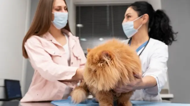 Penitipan dan perawatan hewan