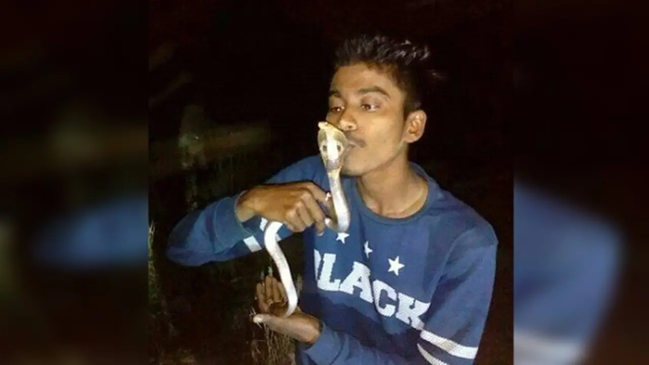 Cium Ular Kobra Saat Selfie, Nyawa Pria Ini Melayang Sia-sia