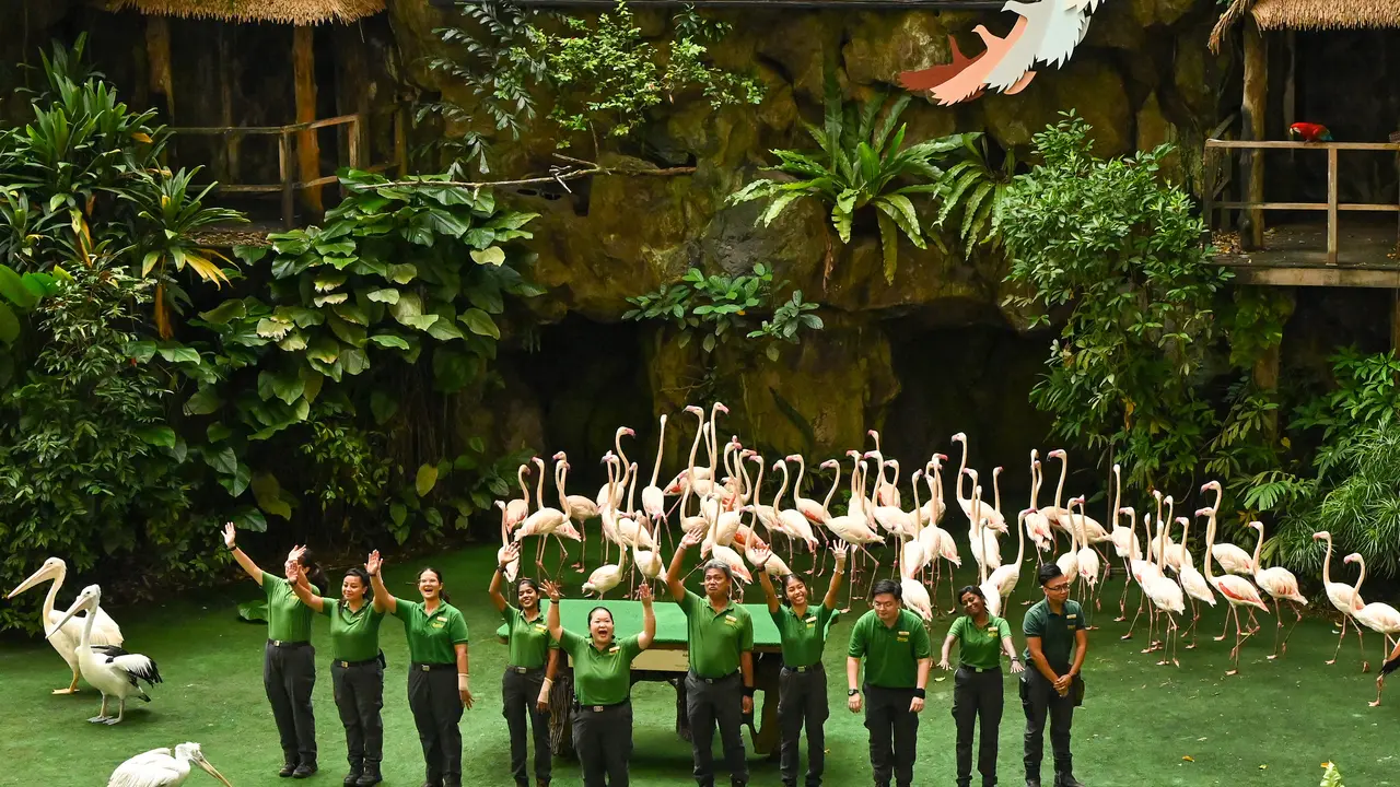 Jurong Bird Park Singapura Resmi Ditutup Selamanya Setelah 52 Tahun Beroperasi