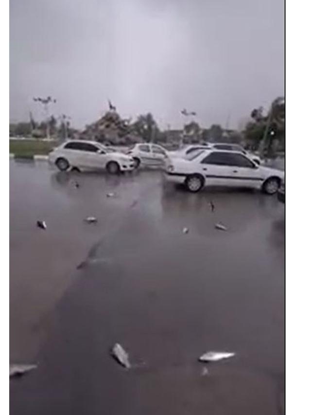 Viral Ikan Jatuh dari Langit di Tengah Hujan Lebat, Ini Penyebabnya