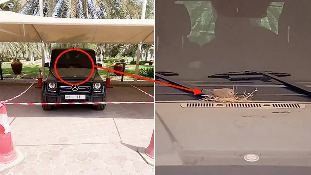 Mobil Sheikh Hamdan bin Mohammed bin Rashid Al Maktoum menjadi sarang burung