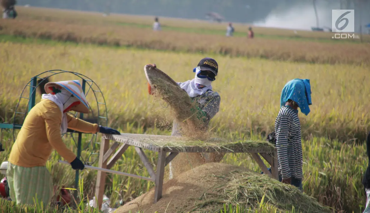 Petani memisahkan gabah saat panen padi di sawah Desa Bube Baru, Kecamatan Suwawa, Kabupaten Bone Bolango, Gorontalo (15/3). Mereka lebih memilih menggunakan tenaga manusia agar Kebersamaan mereka terhaga. (Liputan6.com/Arfandi Ibrahim)