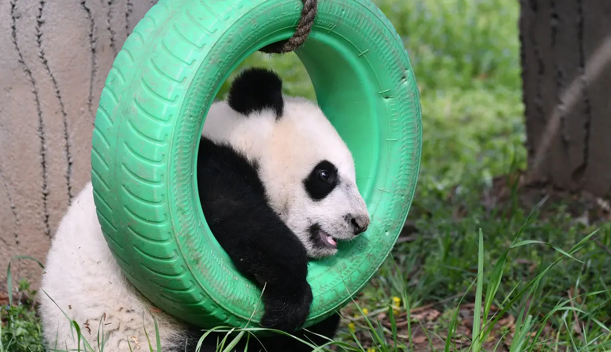 Panda bernama Yuan Yuan bermain di pusat penelitian dan penangkaran panda raksasa Qinling di Provinsi Shaanxi, China (31/3/2020). Pada 2019, tiga anak panda Jia Jia, Yuan Yuan, dan Qin Kuer lahir di tempat tersebut. Berkat perawatan para staf, ketiganya tumbuh besar dan sehat. (Xinhua/Zhang Bowen)