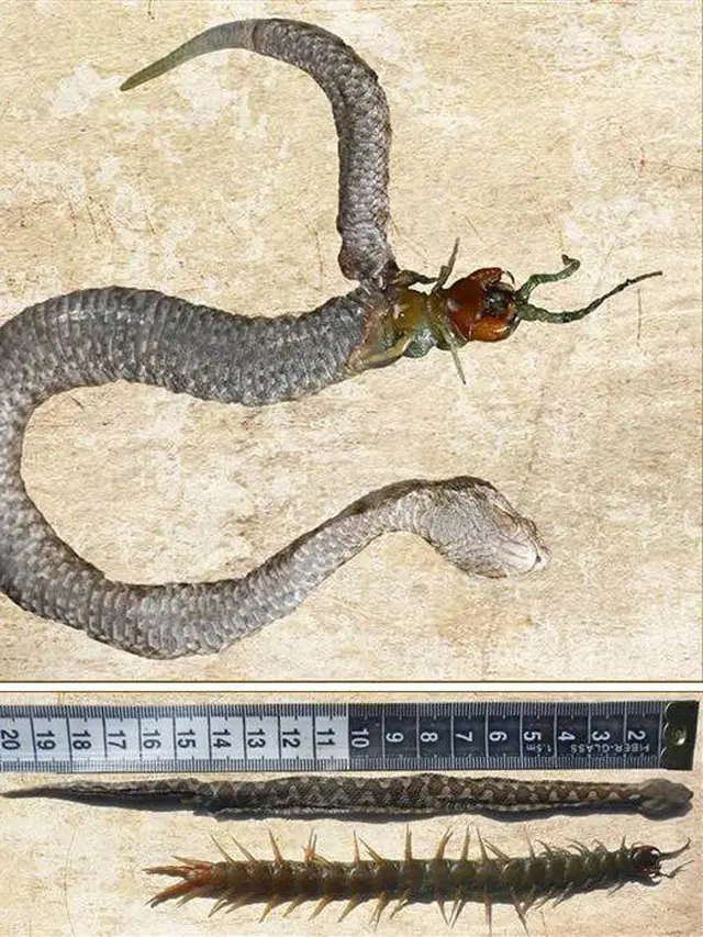 6 Potret Ular Bernasib Tragis Karena Rakus, Ada yang Mati Usai Makan Landak