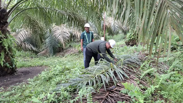 Ilustrasi pelatihan BMP Perkebunan regeneratif di demo plot, Labuhanbatu, Sumatera Utara. (Foto: Liputan6.com/Agustina Melani)
